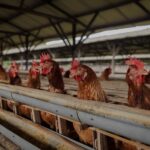 Program Makan Bergizi Gratis (MBG) memberi kepastian pasar bagi peternak ayam petelur di Kabupaten Malang. CV Telur Intan di Tumpang kini menyalurkan produksi hingga 11 ton per hari ke 18 SPPG