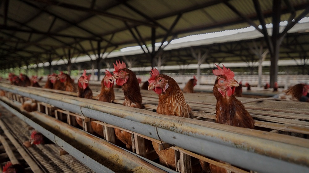 Program Makan Bergizi Gratis (MBG) memberi kepastian pasar bagi peternak ayam petelur di Kabupaten Malang. CV Telur Intan di Tumpang kini menyalurkan produksi hingga 11 ton per hari ke 18 SPPG