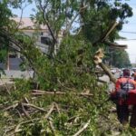 Hujan deras disertai angin kencang melanda Semarang dan menyebabkan puluhan pohon tumbang di berbagai titik kota. Pemerintah Kota bersama tim gabungan bergerak cepat mengevakuasi 86 pohon tumbang dalam semalam