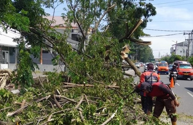 Hujan deras disertai angin kencang melanda Semarang dan menyebabkan puluhan pohon tumbang di berbagai titik kota. Pemerintah Kota bersama tim gabungan bergerak cepat mengevakuasi 86 pohon tumbang dalam semalam