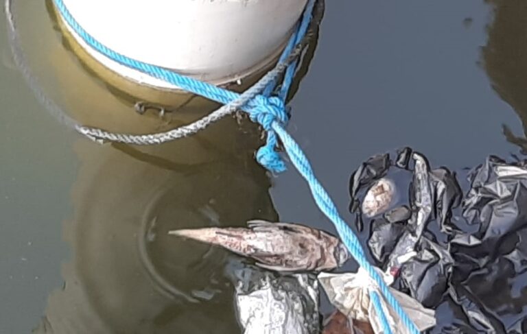 Kemunculan ikan sapu-sapu di sejumlah perairan Kota Semarang mulai dipantau intensif oleh Dinas Perikanan.