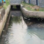 Fenomena dominasi ikan sapu-sapu di Sungai Semarang semakin mengkhawatirkan. Warga mendesak adanya gerakan pembasmian seperti di Jakarta guna menyelamatkan ekosistem sungai dan ikan lokal.