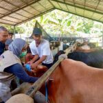 Program layanan kesehatan hewan gratis “Healing” dari Pemprov Jawa Tengah terus diperluas hingga desa.