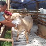 Penjualan domba kurban di Kota Semarang meningkat menjelang Idul Adha 2026.