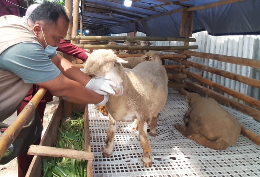 Penjualan domba kurban di Kota Semarang meningkat menjelang Idul Adha 2026.