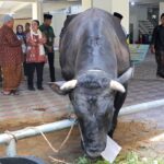 Wali Kota Semarang Agustina Wilujeng menyalurkan hewan kurban ke sejumlah masjid besar di Kota Semarang menjelang Idul Adha 1447 Hijriah.