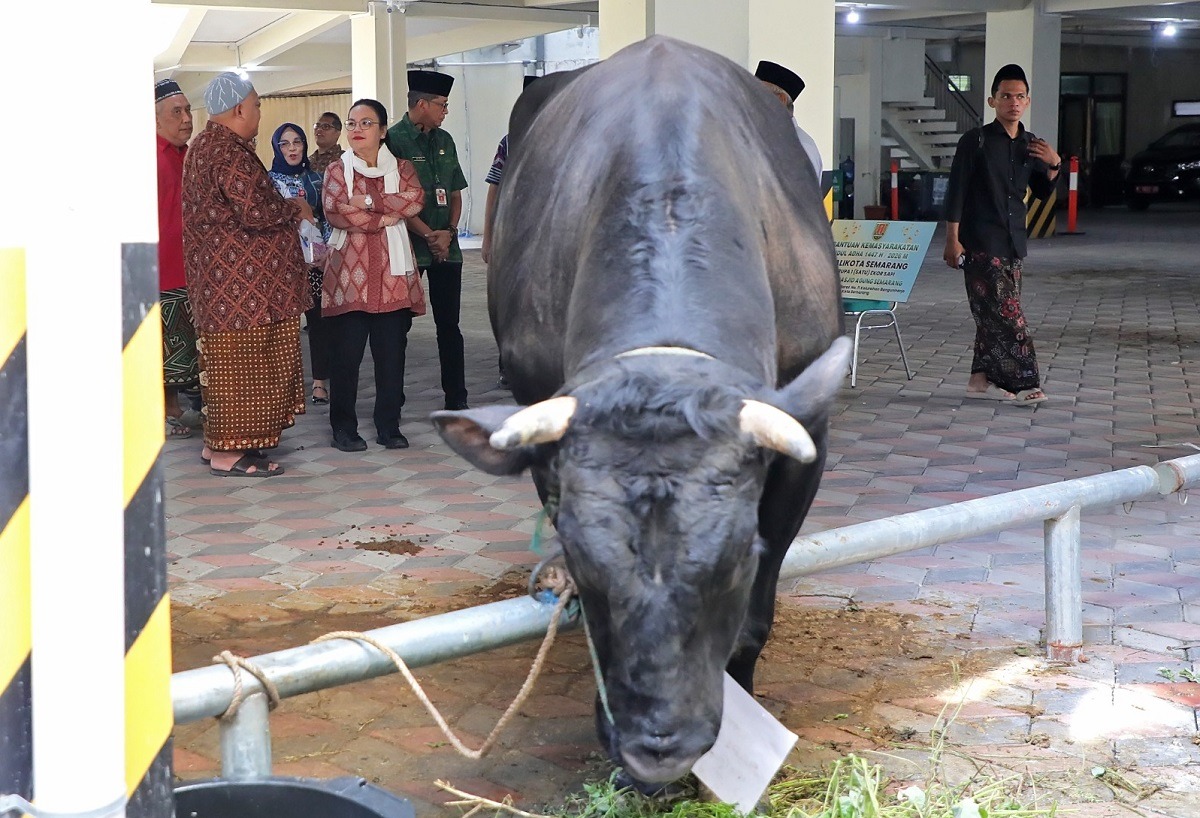 Wali Kota Semarang Agustina Wilujeng menyalurkan hewan kurban ke sejumlah masjid besar di Kota Semarang menjelang Idul Adha 1447 Hijriah.