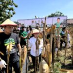 GP Ansor Kota Semarang menggelar Panen Raya Jagung di Mijen sebagai gerakan ketahanan pangan berbasis pemberdayaan masyarakat yang mendapat apresiasi Wali Kota Agustina.