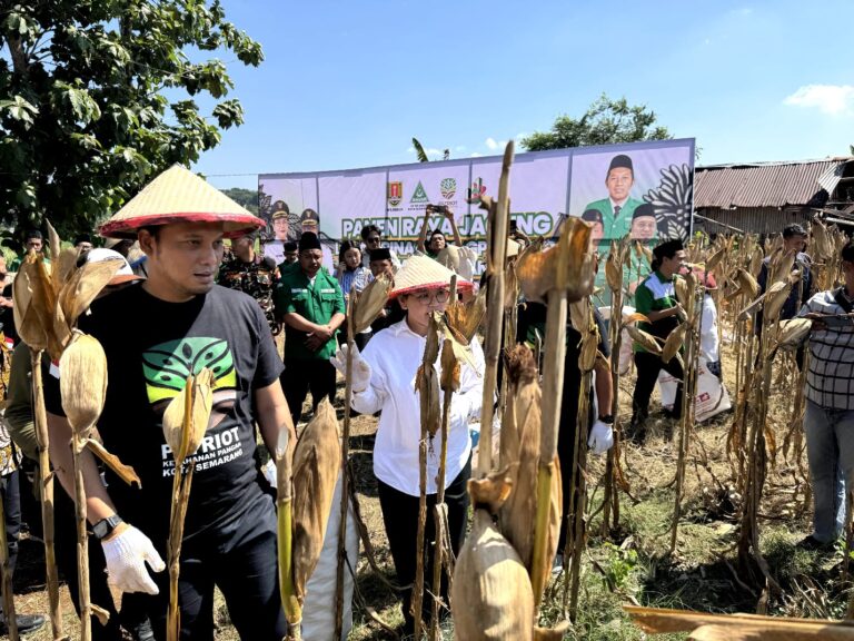 GP Ansor Kota Semarang menggelar Panen Raya Jagung di Mijen sebagai gerakan ketahanan pangan berbasis pemberdayaan masyarakat yang mendapat apresiasi Wali Kota Agustina.