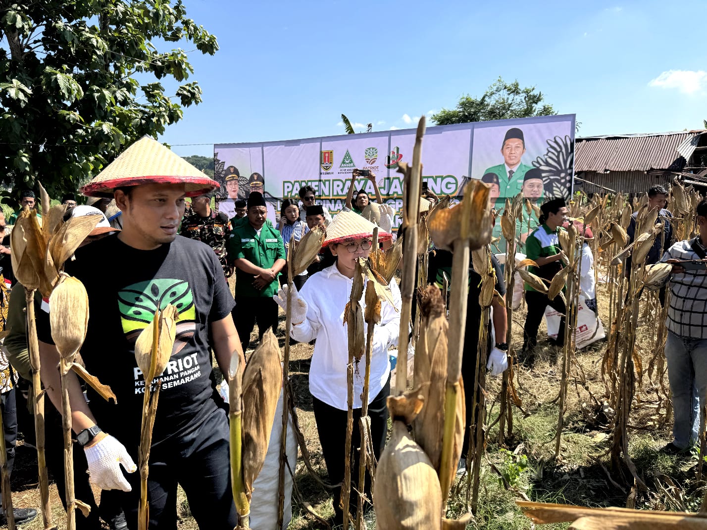 GP Ansor Kota Semarang menggelar Panen Raya Jagung di Mijen sebagai gerakan ketahanan pangan berbasis pemberdayaan masyarakat yang mendapat apresiasi Wali Kota Agustina.