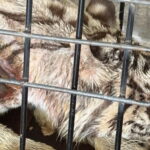 Penyebab Kematian Harimau Putih Anggun Terungkap, Semarang Zoo Jelaskan Proses Pertukaran ke Medan