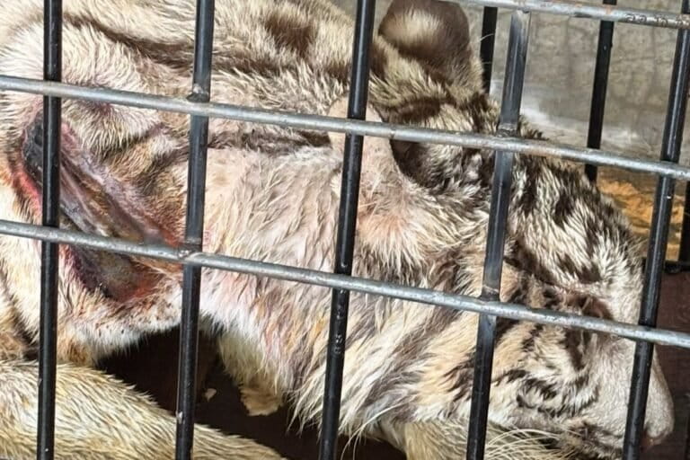 Penyebab Kematian Harimau Putih Anggun Terungkap, Semarang Zoo Jelaskan Proses Pertukaran ke Medan
