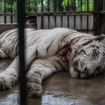 Wali Kota Semarang Agustina Wilujeng memerintahkan penyelidikan kematian harimau putih Anggun di Semarang Zoo. Dugaan kesalahan anestesi akan ditelusuri.