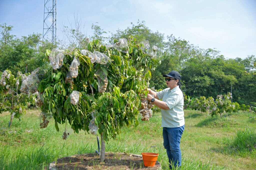 Wali Kota Semarang Agustina Wilujeng meresmikan Agro Eduwisata Masjid Agung Semarang di Tlogosari Wetan dengan panen perdana kelengkeng Super Itoh.