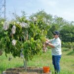 Wali Kota Semarang Agustina Wilujeng meresmikan Agro Eduwisata Masjid Agung Semarang di Tlogosari Wetan dengan panen perdana kelengkeng Super Itoh.