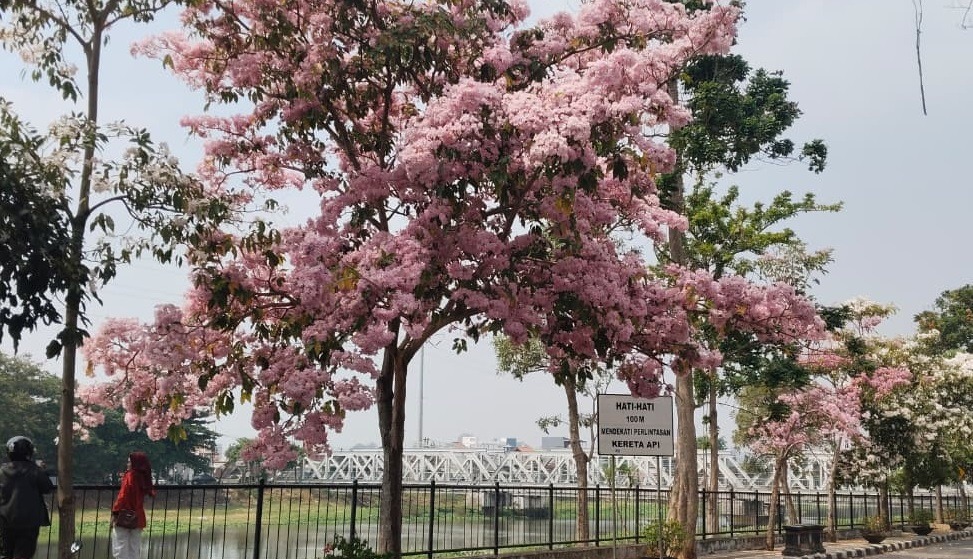 Bunga tabebuya bermekaran di Jalan Madukoro, Kota Semarang, menciptakan suasana bak Negeri Sakura. Kawasan pedestrian Banjir Kanal Barat (BKB) pun menjadi lokasi warga berburu foto.